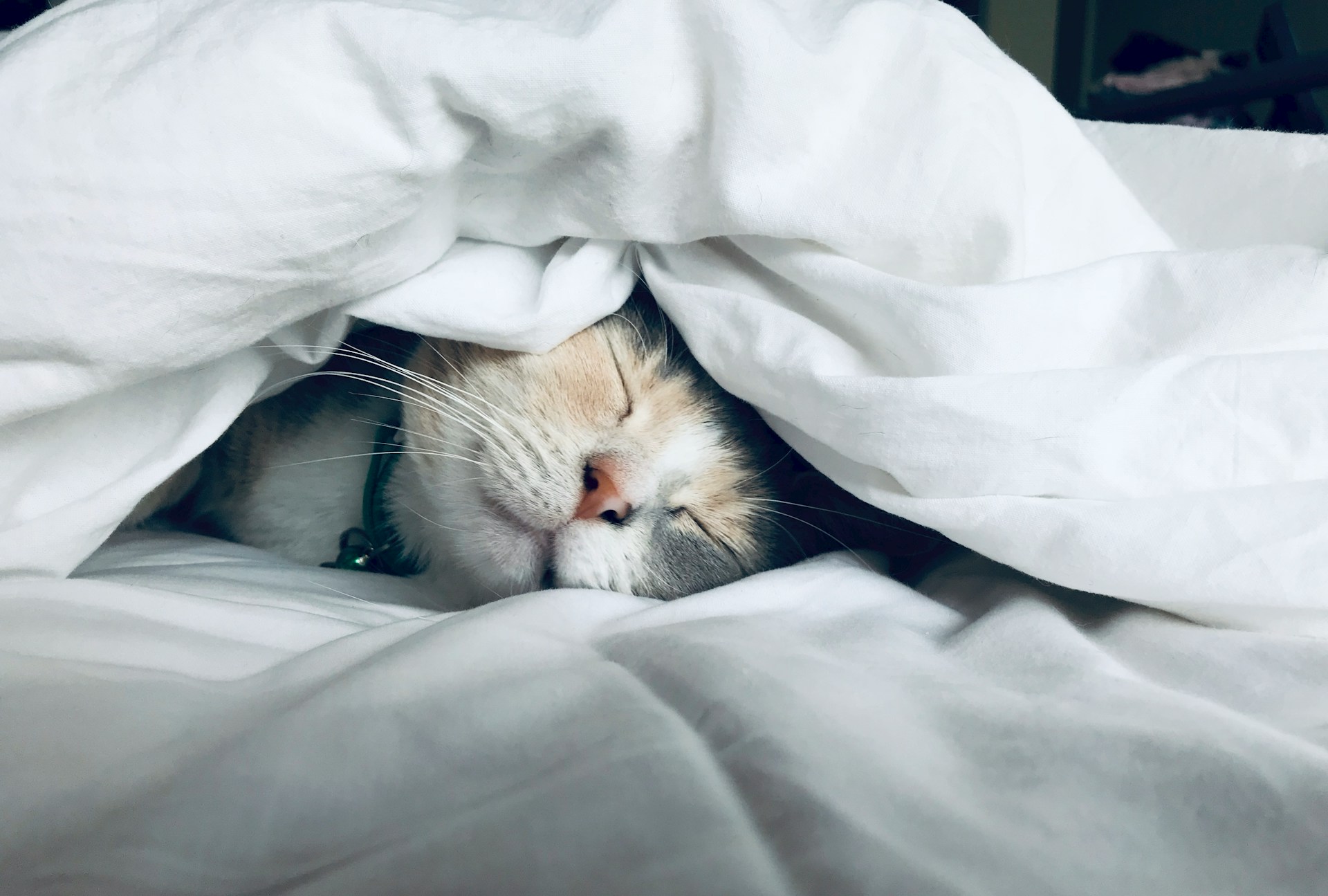 在棉被睡覺的貓