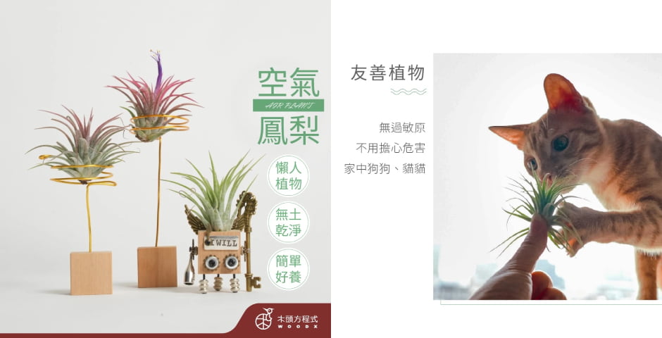 懶人植物空氣鳳梨